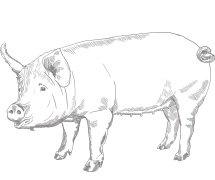 Zitatbild Schwein