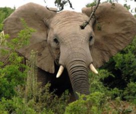 Afrikanischen Elefanten droht Ausrottung!
