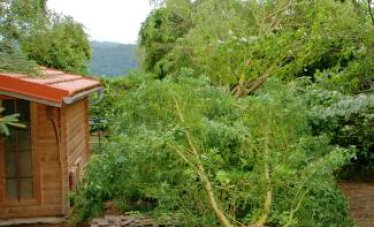 Nach Unwetter: umgestürzte Bäume