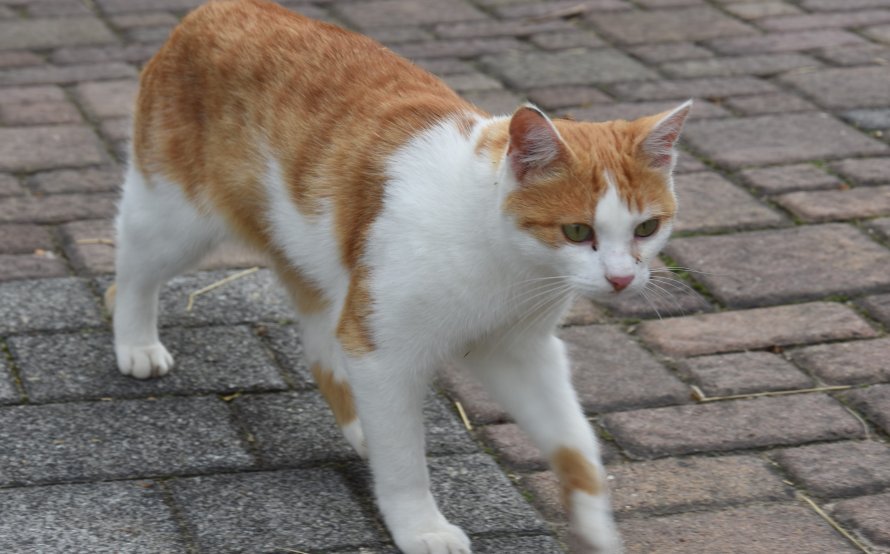 Pezi, erste Katze am Engelberg