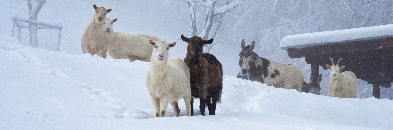 Ziegen im Schnee