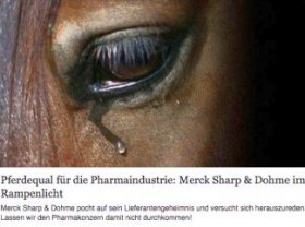 Petition gegen südamerikan. Pferde-"Blutfarmen"
