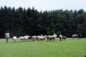 Schafe mit Chef