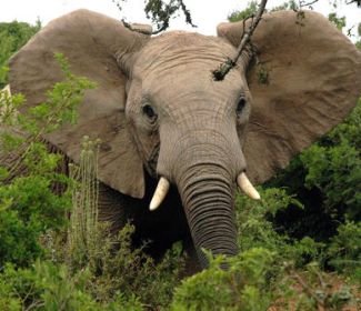 Afrikanischen Elefanten droht Ausrottung!